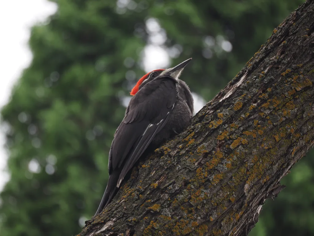 a woodpecker on a tree