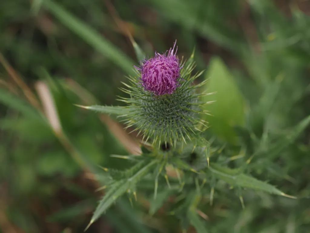 prickly thistles with pink flowers