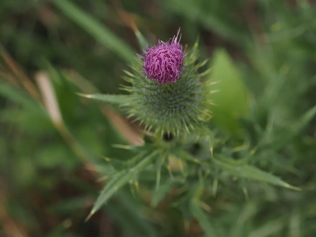 prickly thistles with pink flowers