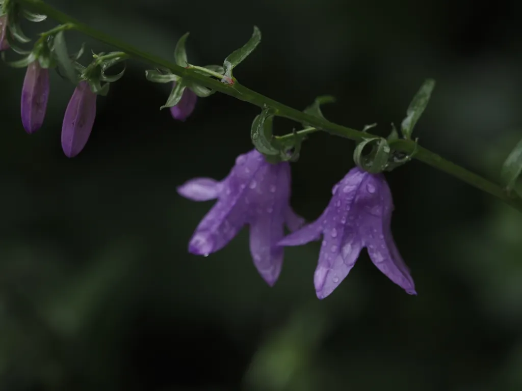 flowers covered in water droplets