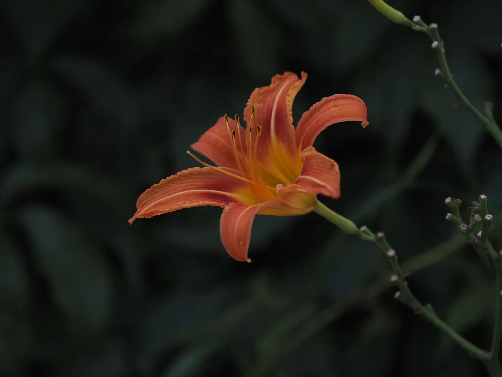 an orange flower