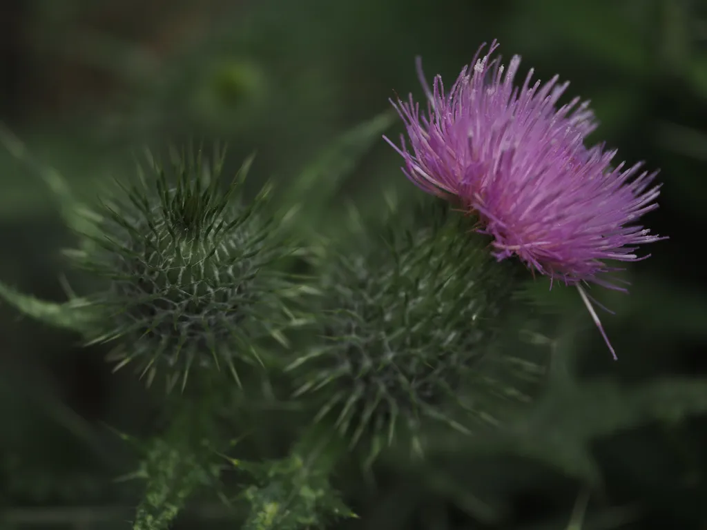 the pink tip of a thistle