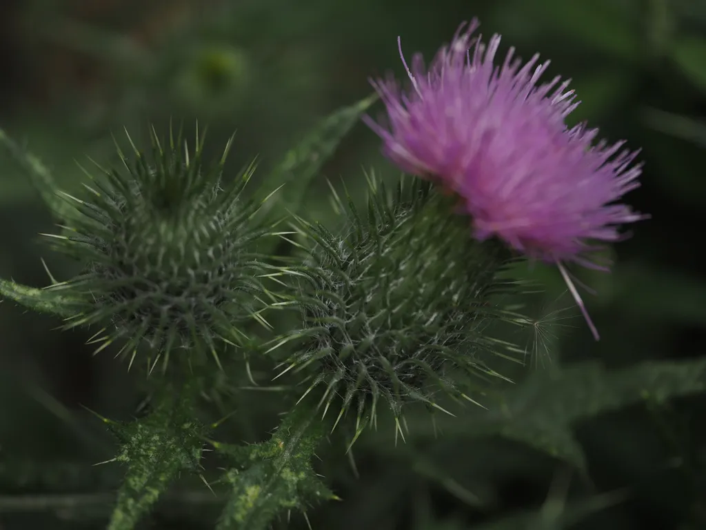 the pink tip of a thistle