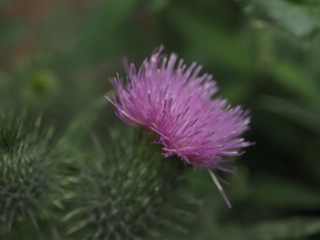 the pink tip of a thistle