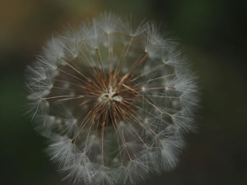 a dandelion going to seed