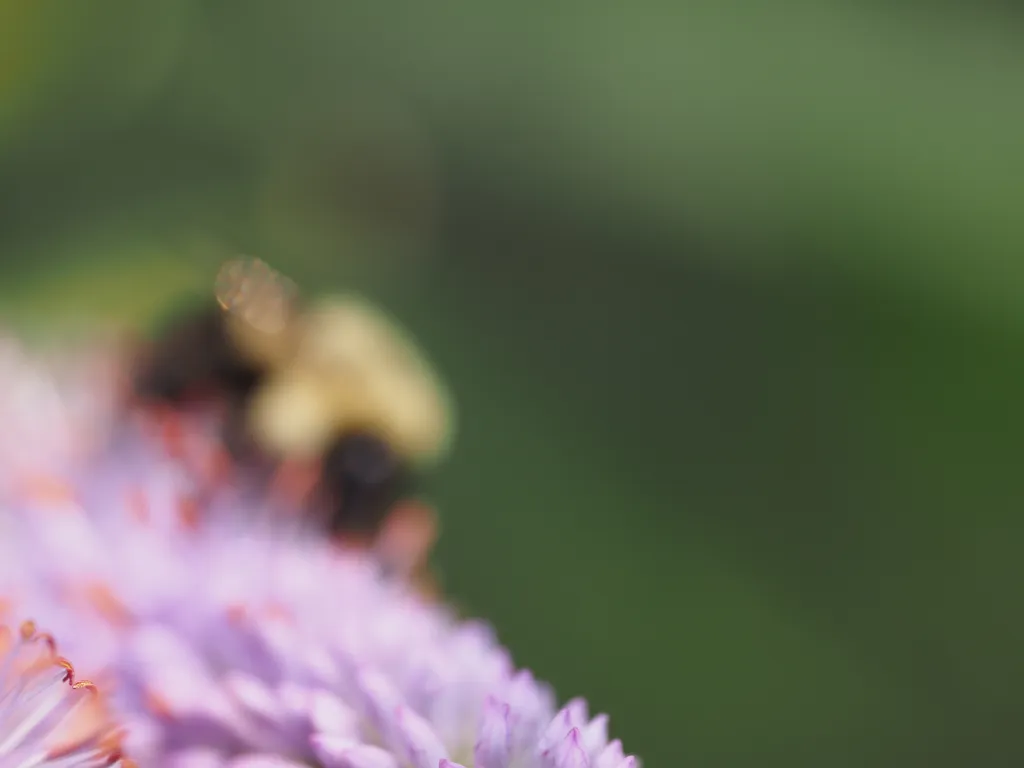 a bee on a flower