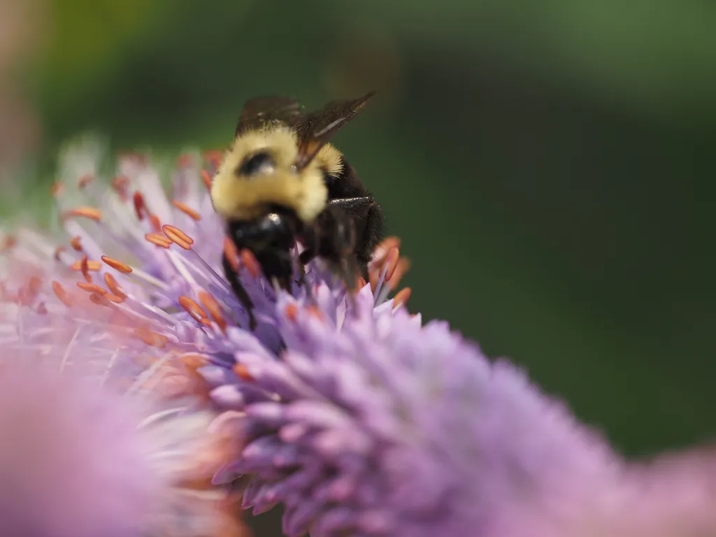 a bee on a flower