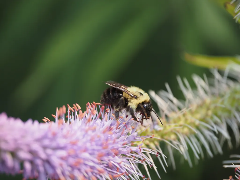 a bee on a flower