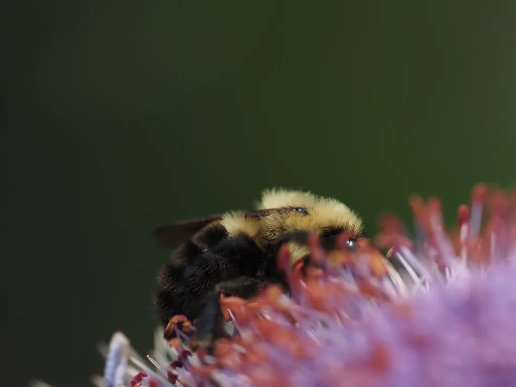 a bee on a flower