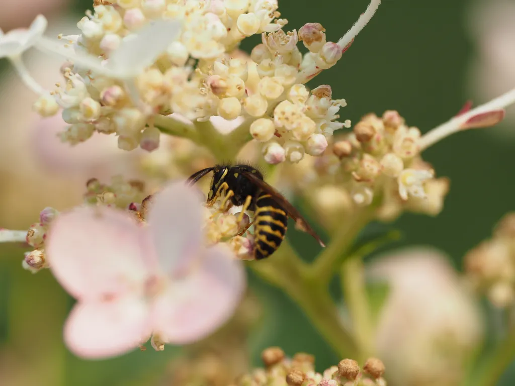 a wasp on a flower