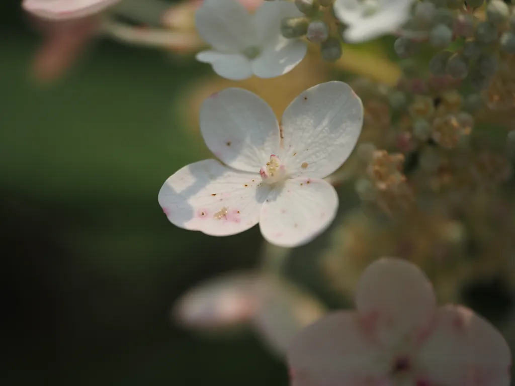 a small white flower