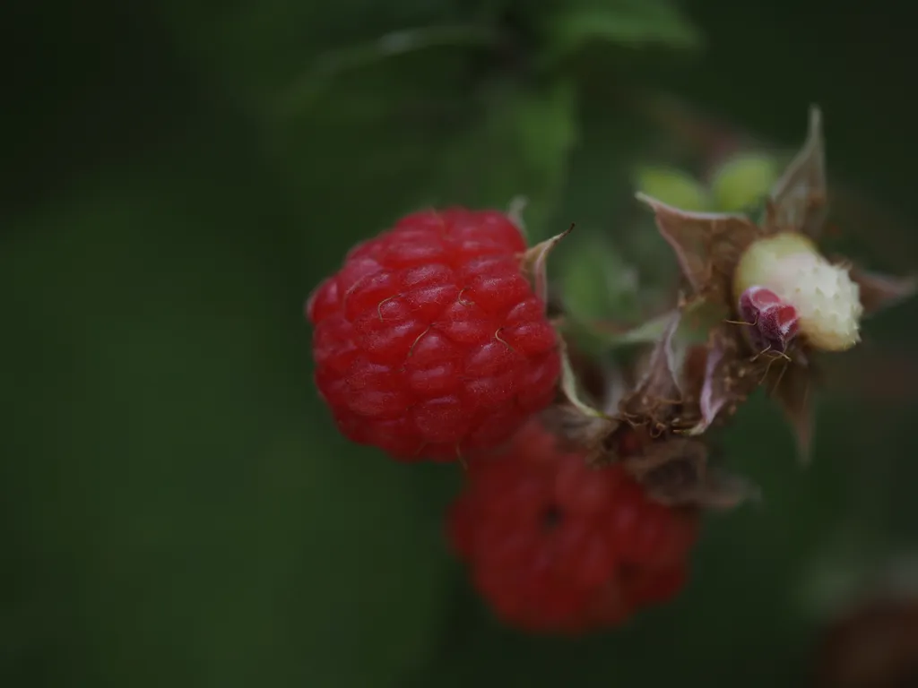 rastpberries on a branch