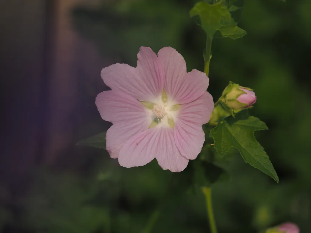 a flower with heart-shaped petals