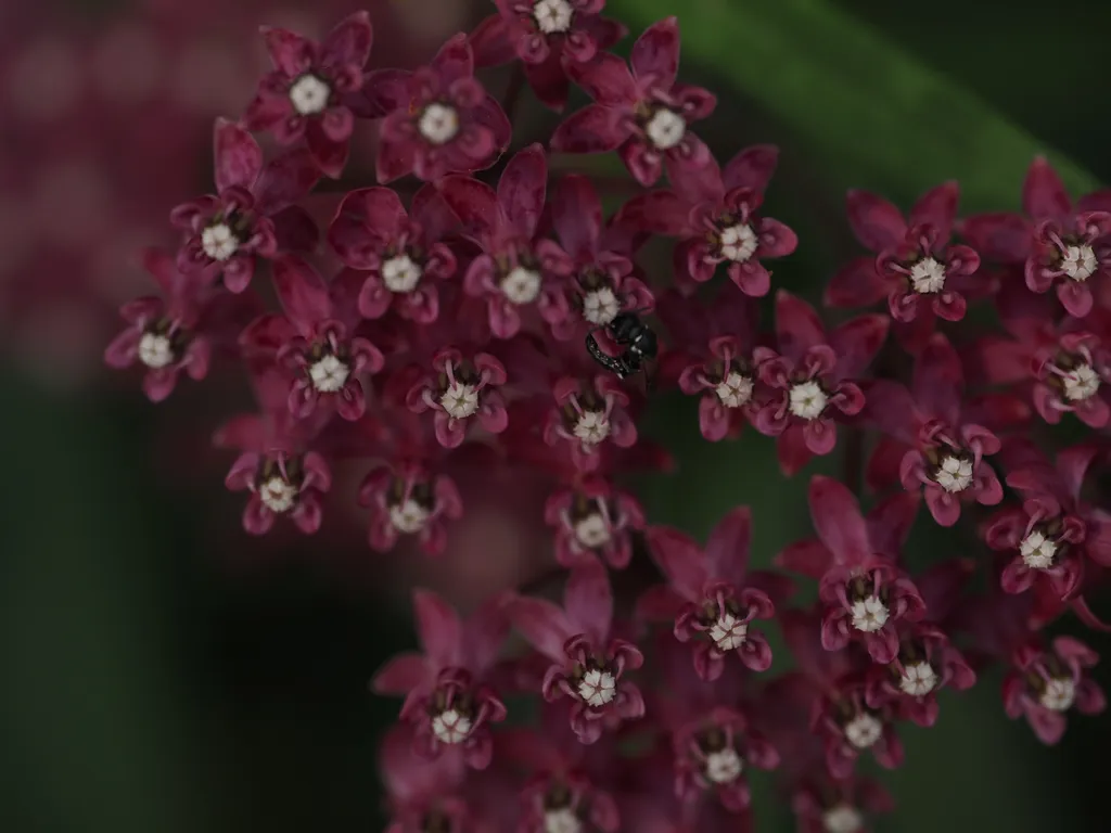 an insect visiting tiny red flowers