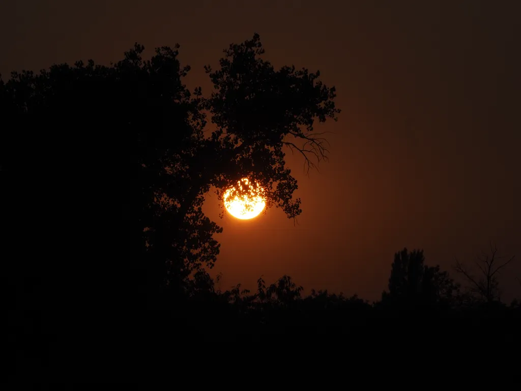 the sun setting behind trees on a smoky day