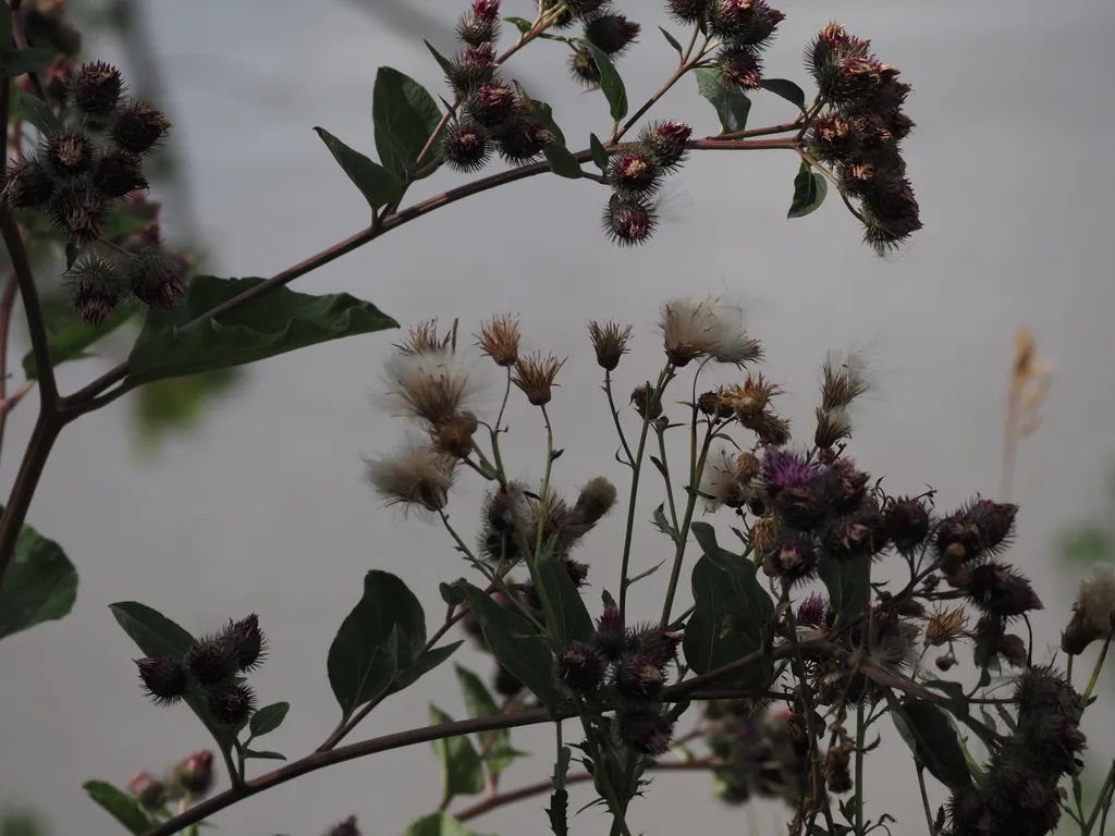 burdock going to seed