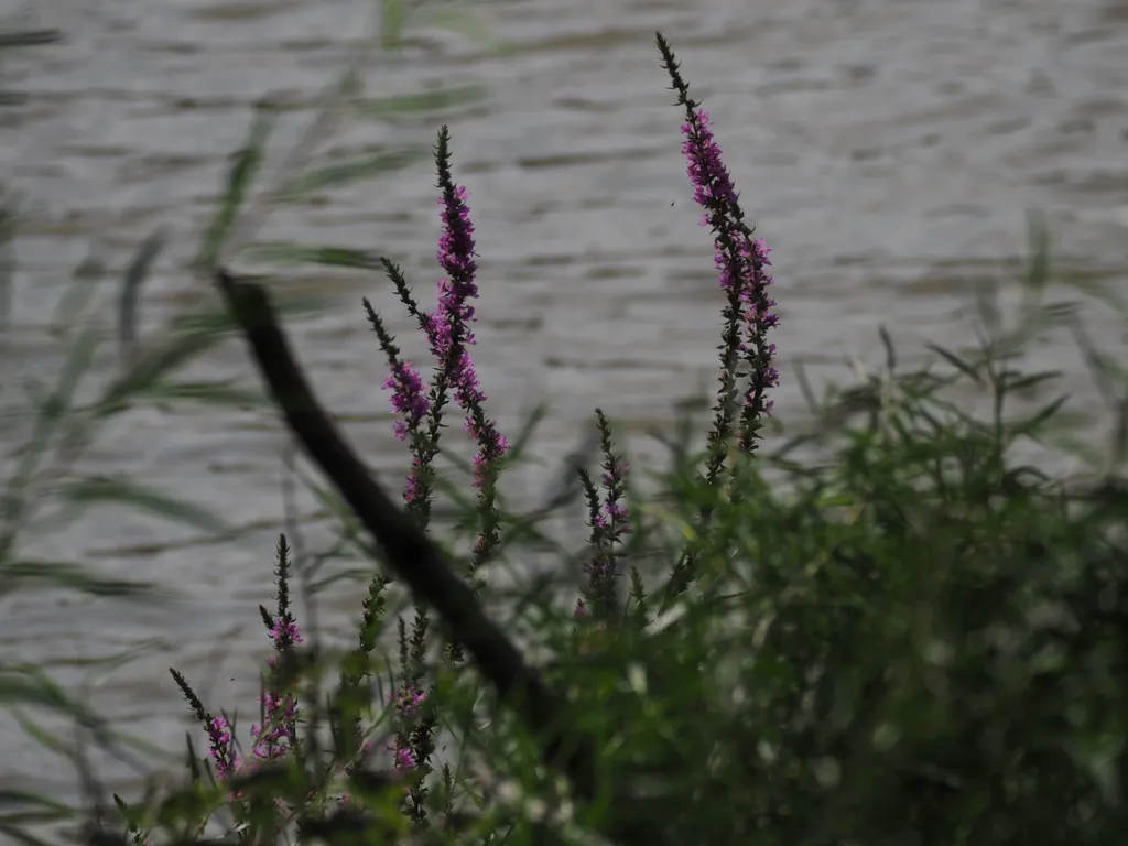 pink flowers along a river