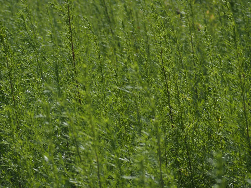 plants growing beside a river