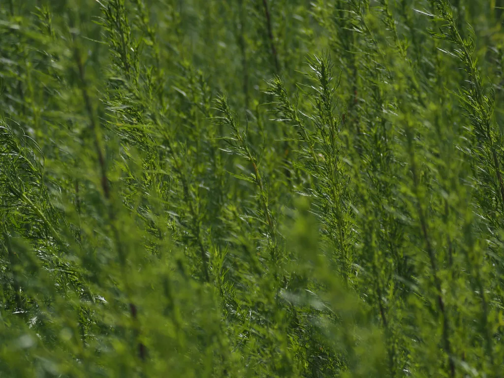 plants growing beside a river