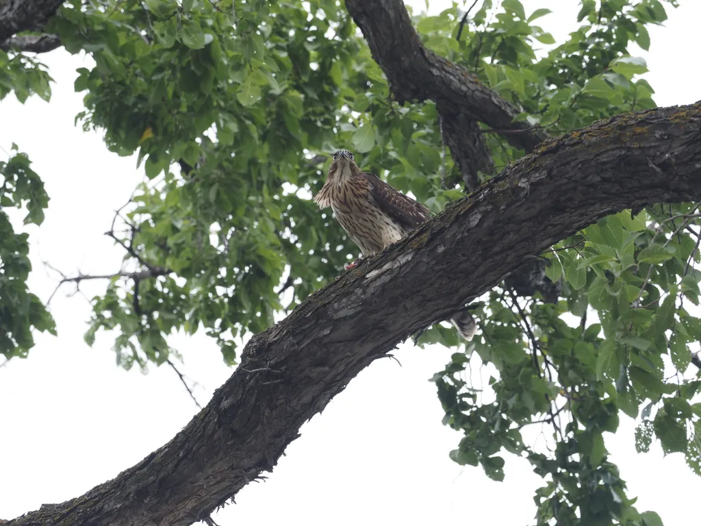 a hawk in a tree