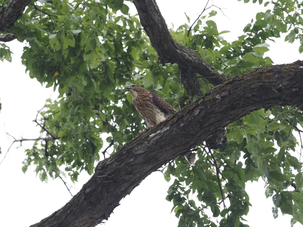 a hawk in a tree