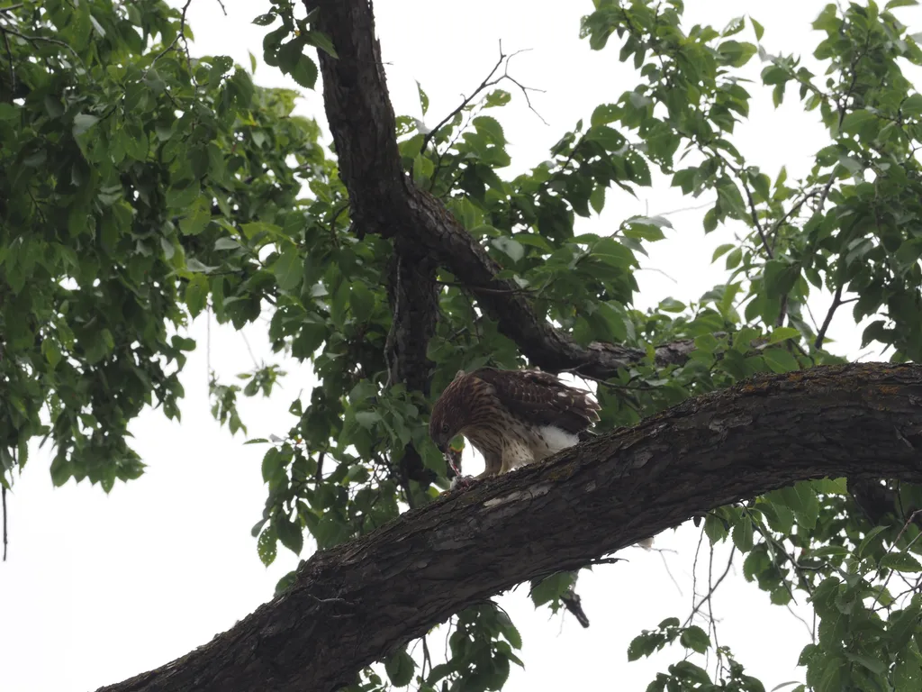 a hawk in a tree