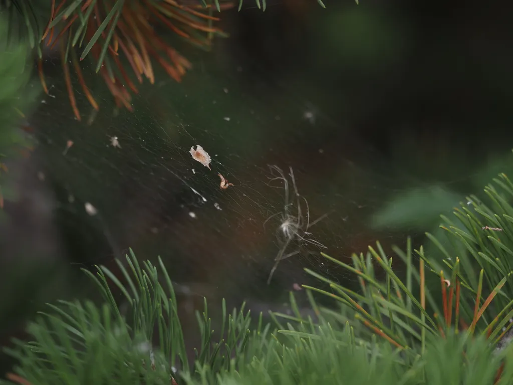 a fluffy seed trapped in a spider web