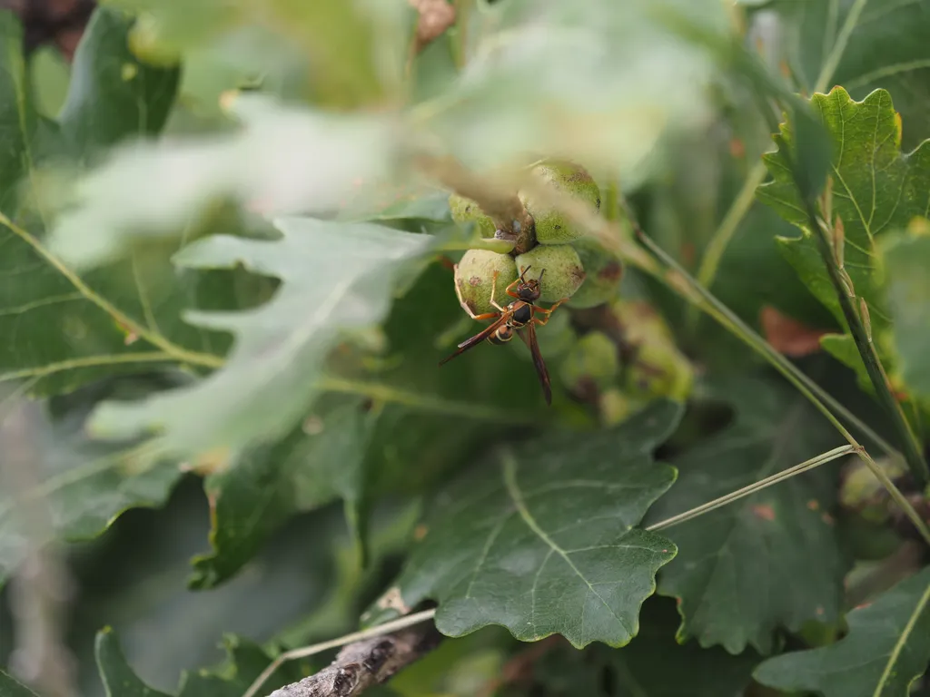 a wasp on seed