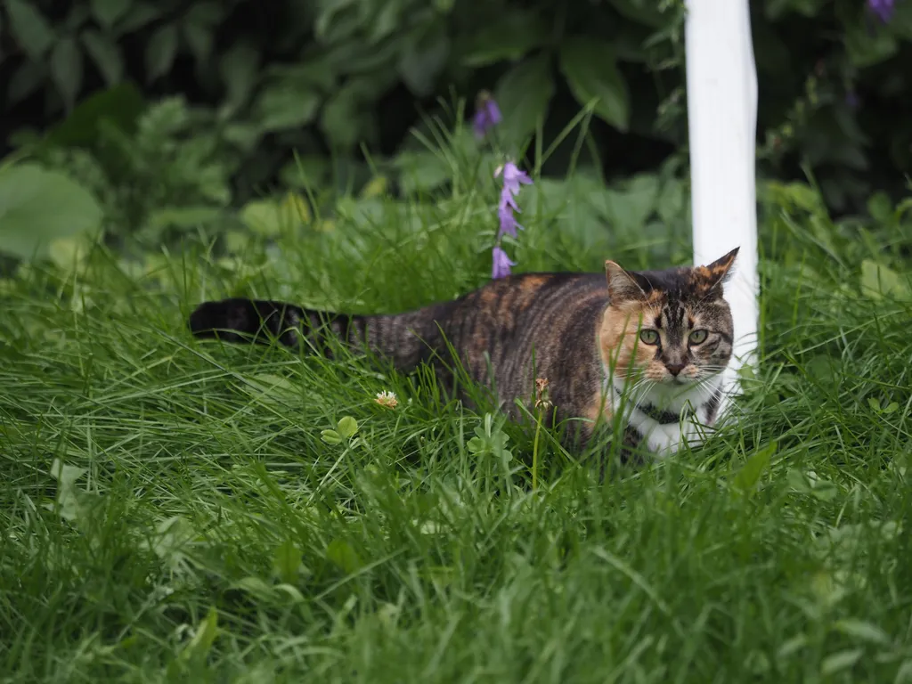 a cat on a lawn