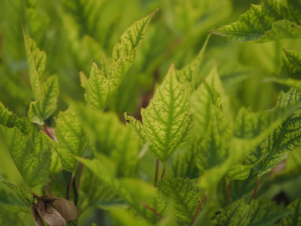 multicoloured green leaves