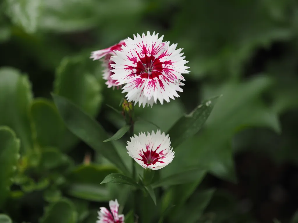 white and red flowers