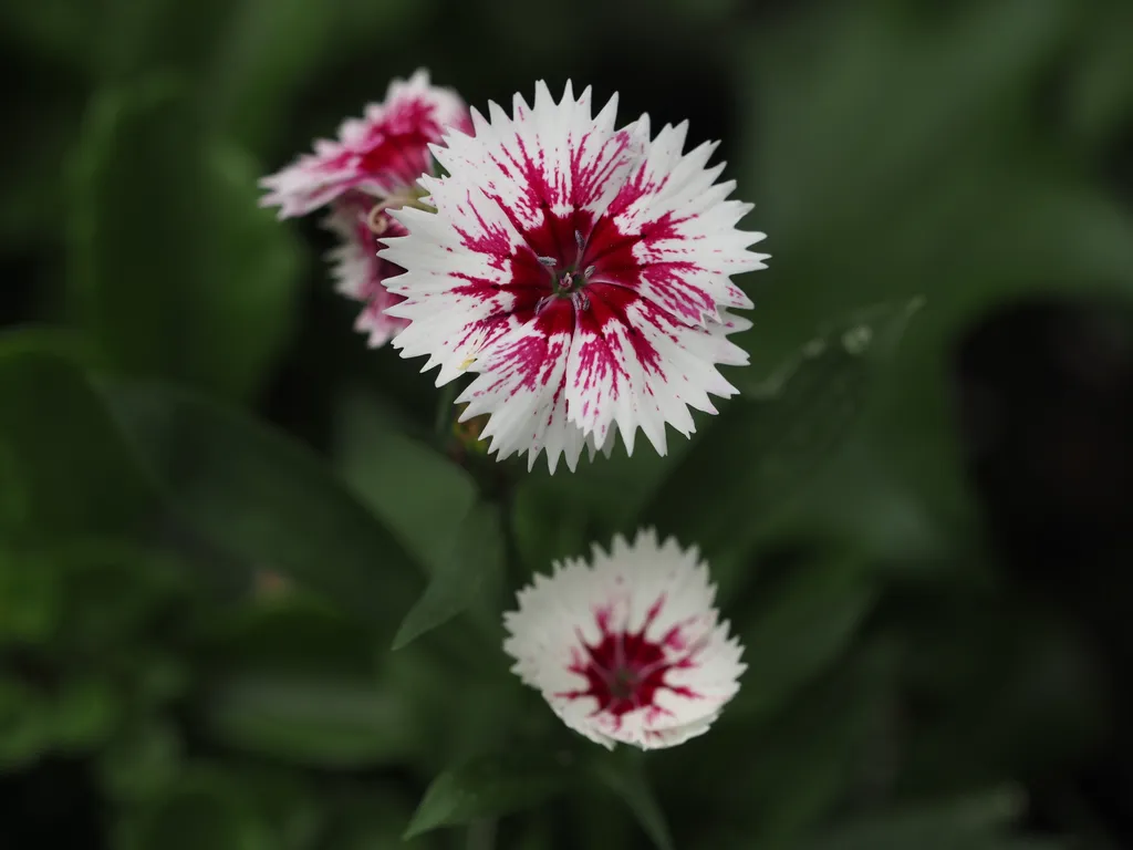 white and red flowers