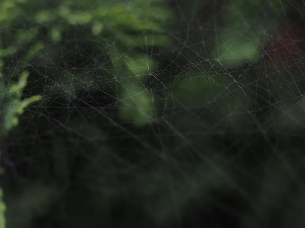 a spider web