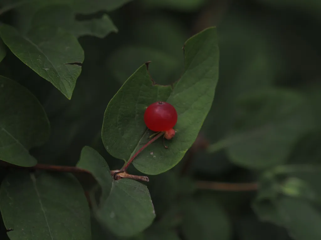 a red berry against a partially eaten green leaf