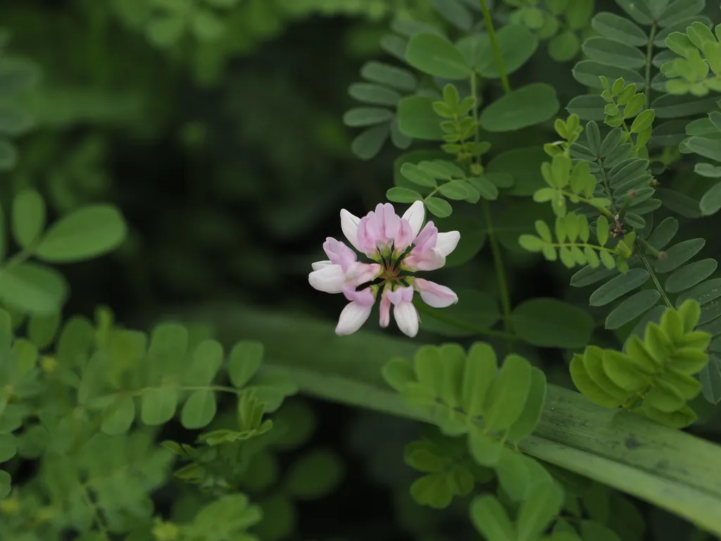 a pink and white flower