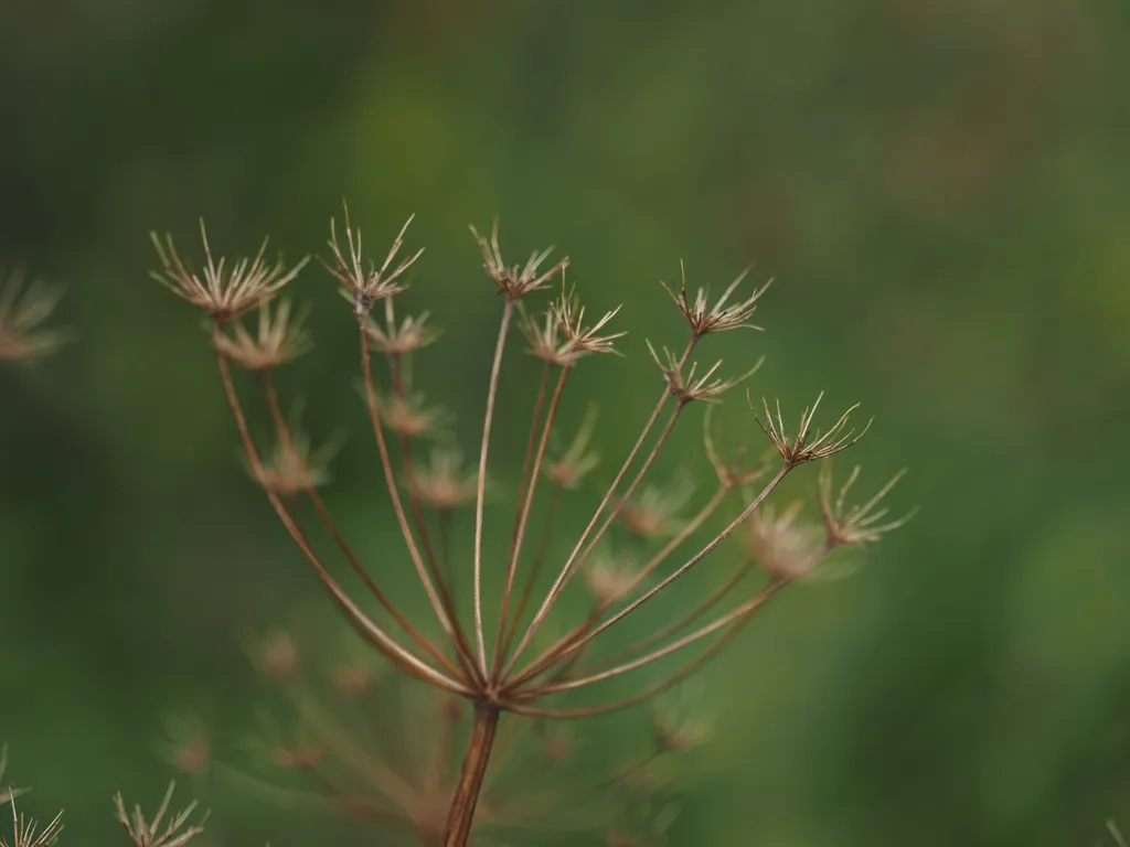 the remains of a dill plant
