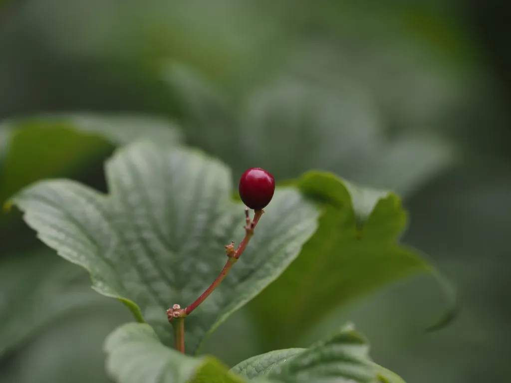 a red berry