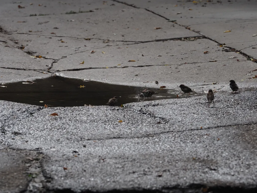 sparrows bathign in a puddle