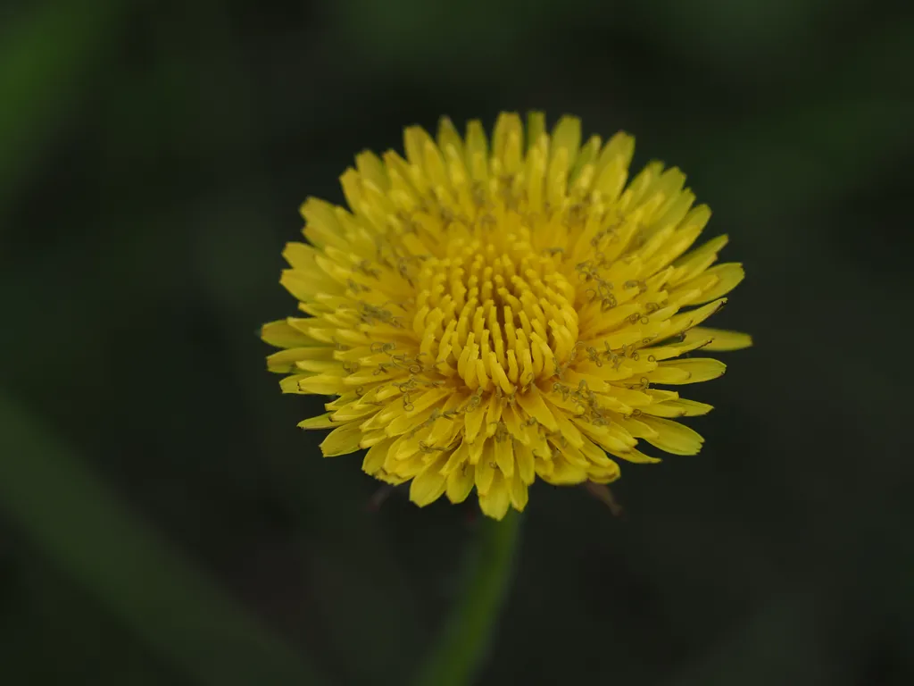 a blooming dandelion