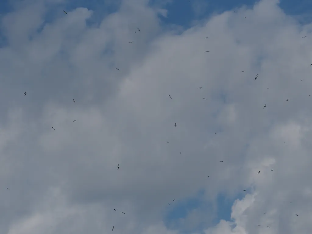 gulls flocking in the sky
