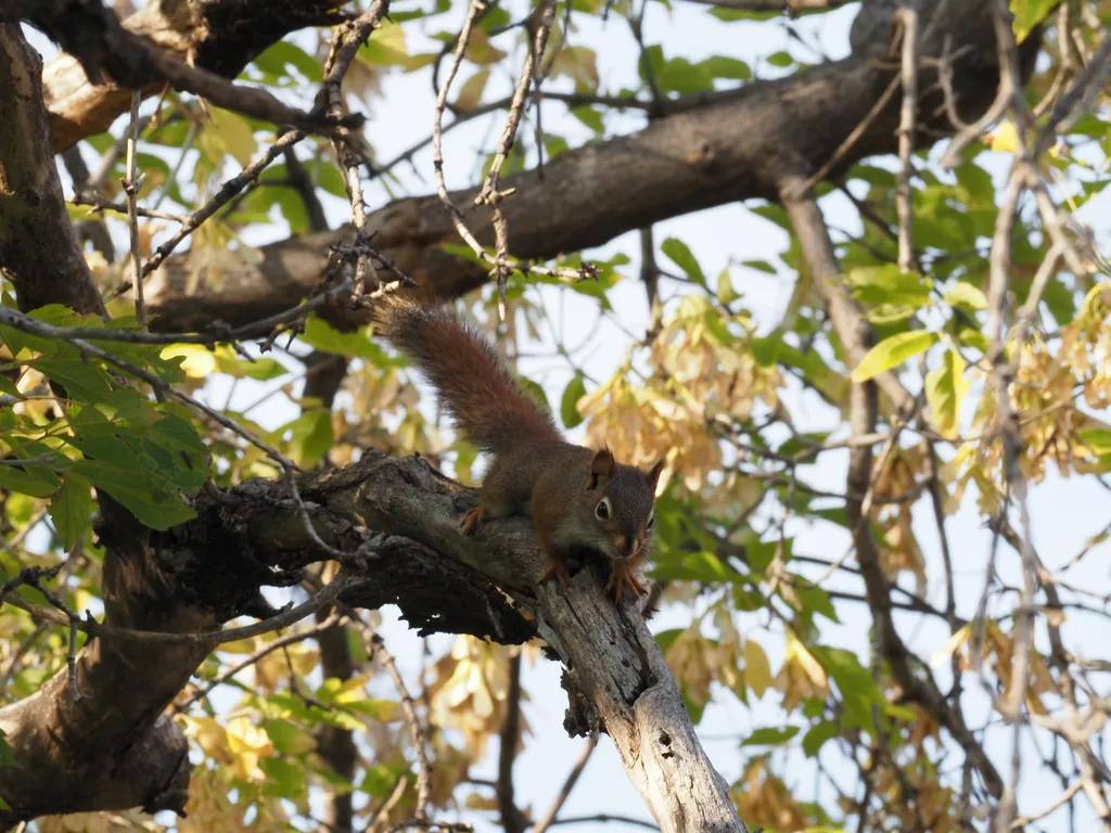 a squirrel on a tree