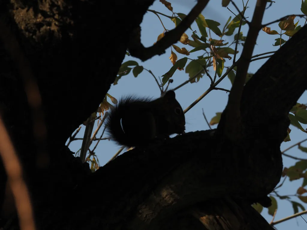 a squirrel on a tree