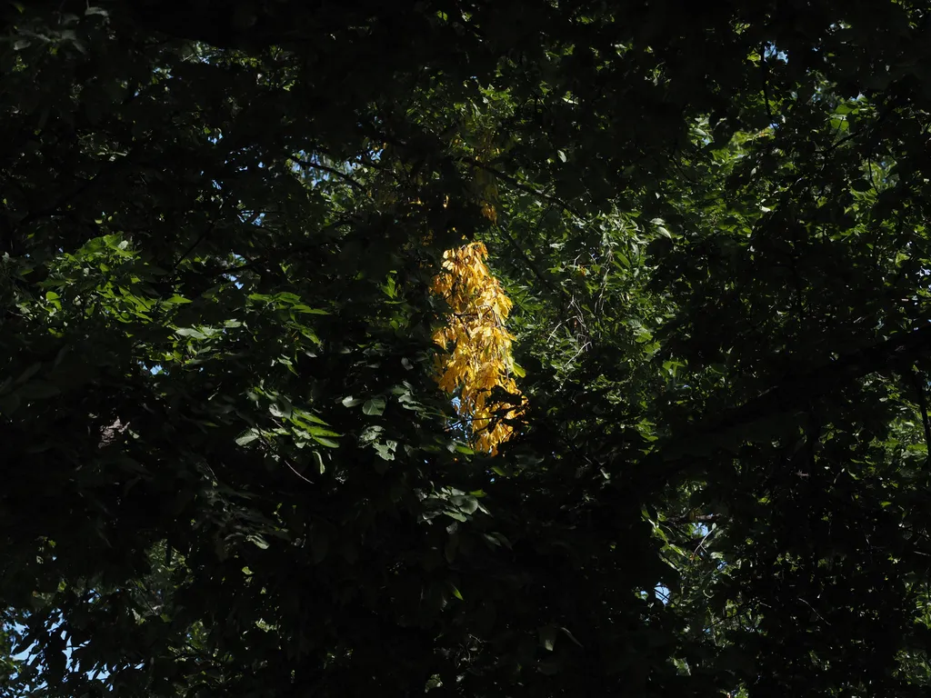 a single branch of yellow leaves surrounded by green