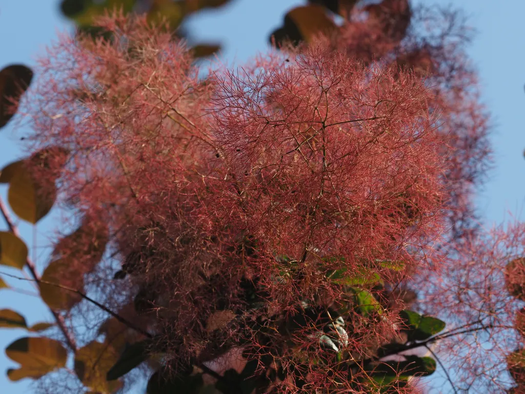 the fiery red branch of a smoketree