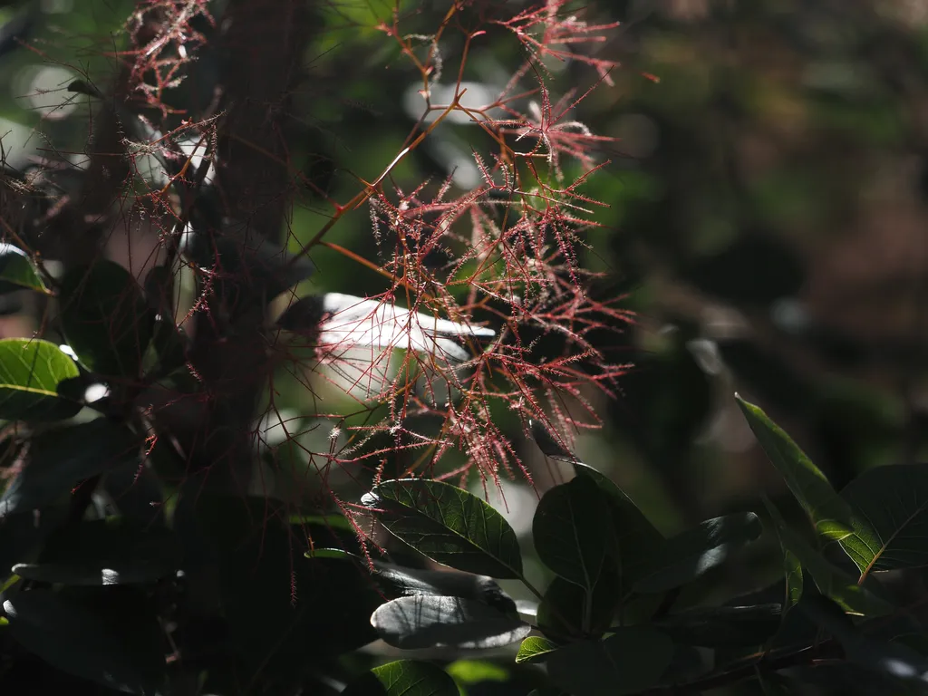 thin strands of red branch on a smoke tree