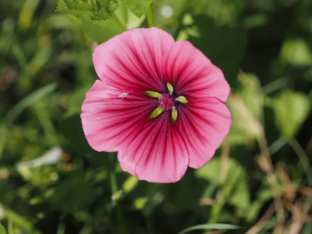 a pink flower