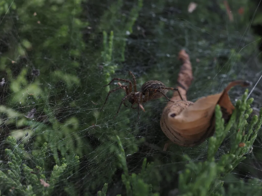 a spider on their web