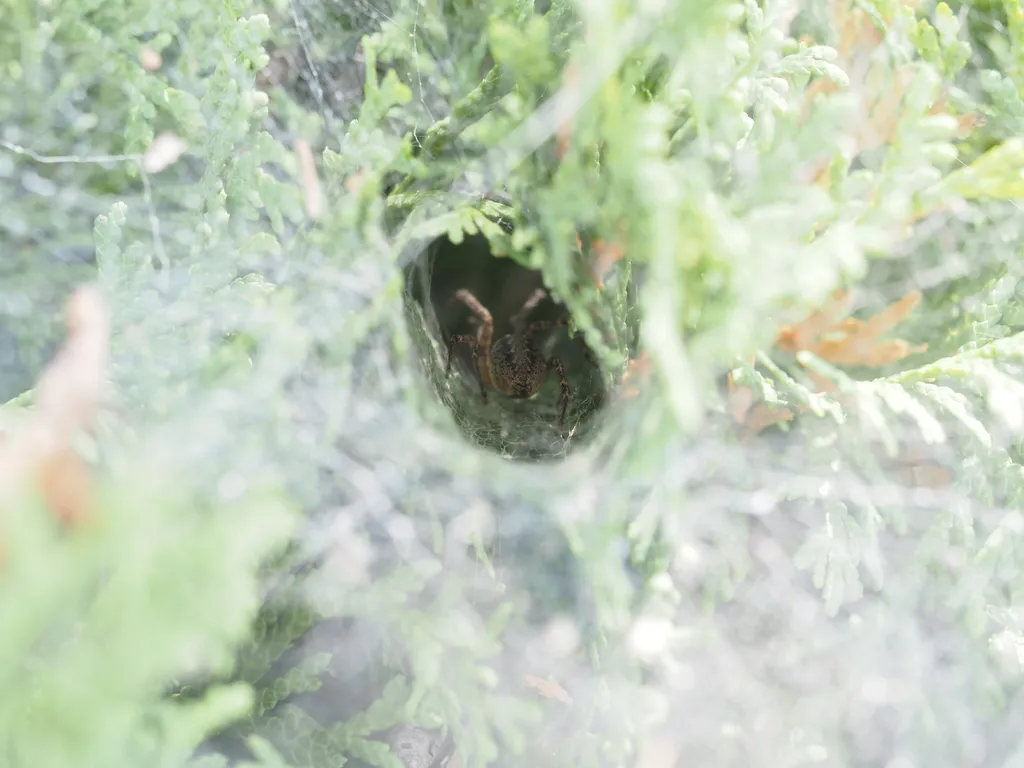 a spider in their web