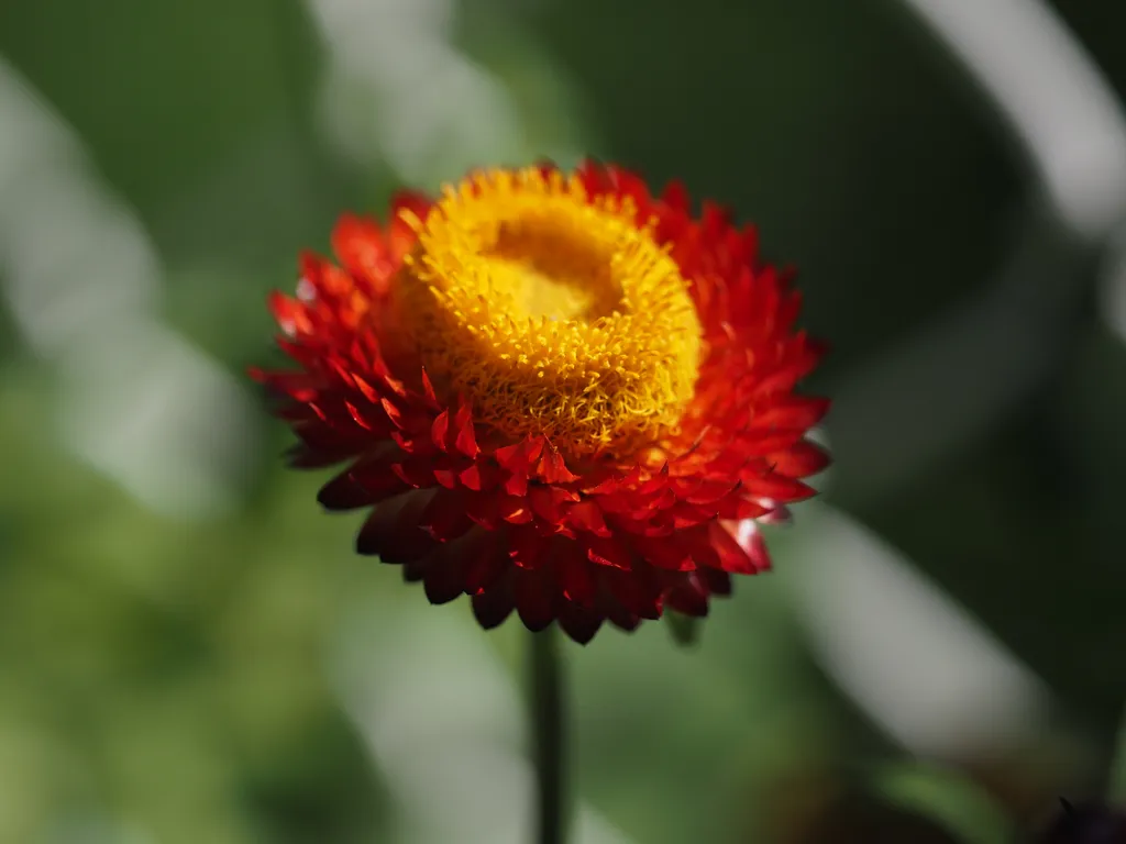 a red flower with many petals and a large yellow center