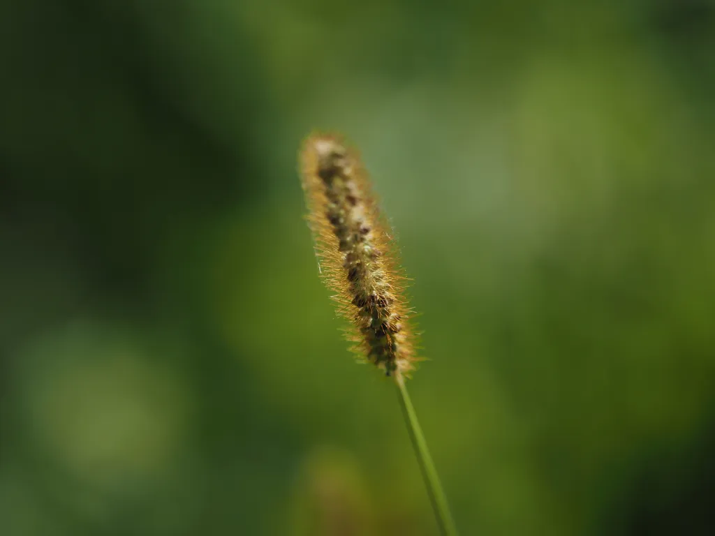 a grass with a bristly end